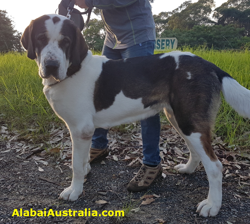 Central Asian Shepherd (Alabai) Dog