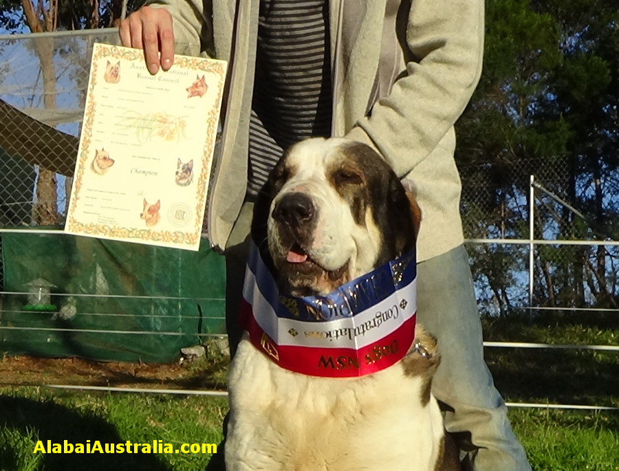 Central Asian Shepherd (Alabai) Dog