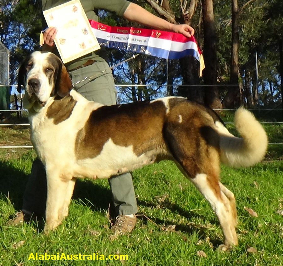 Central Asian Shepherd (Alabai) Dog