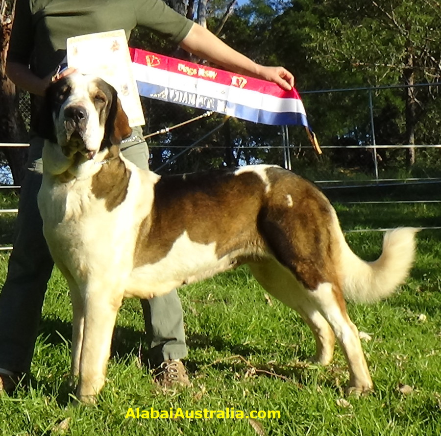 Central Asian Shepherd (Alabai) Dog