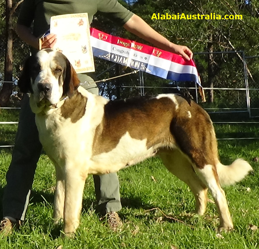 Central Asian Shepherd (Alabai) Dog