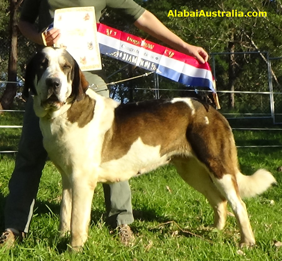 Central Asian Shepherd (Alabai) Dog