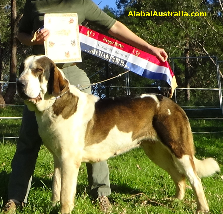 Central Asian Shepherd (Alabai) Dog