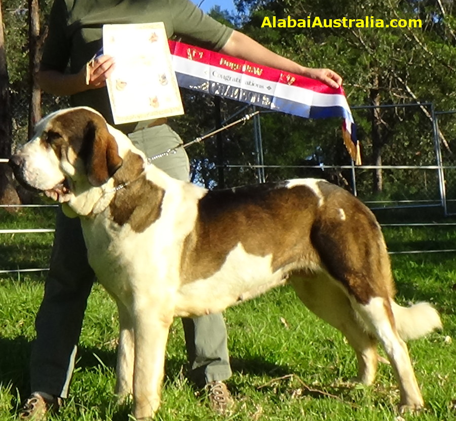 Central Asian Shepherd (Alabai) Dog