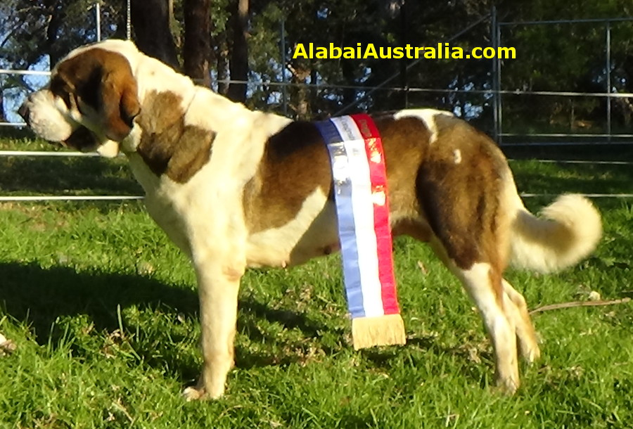 Central Asian Shepherd (Alabai) Dog