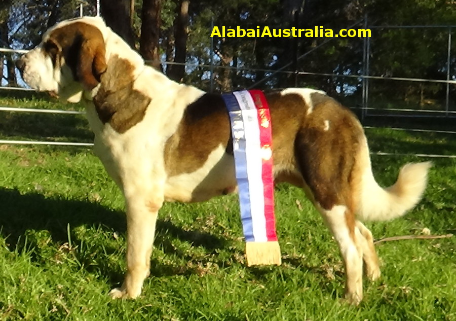 Central Asian Shepherd (Alabai) Dog