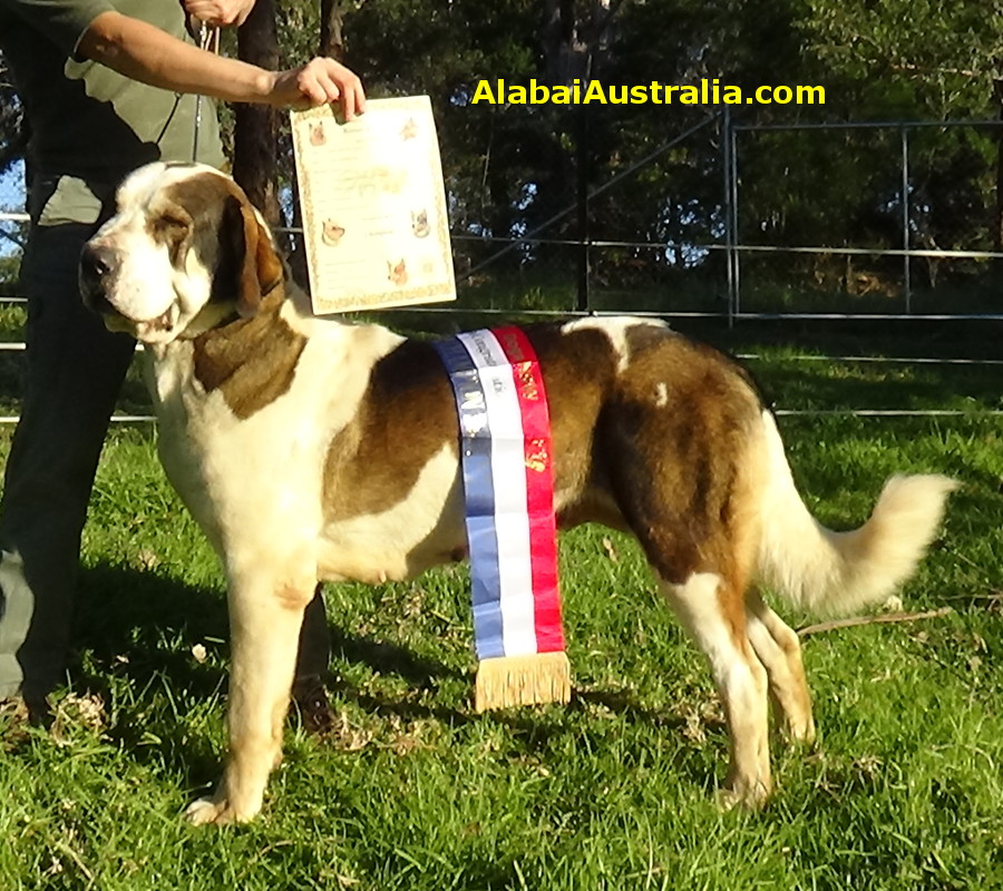 Central Asian Shepherd (Alabai) Dog