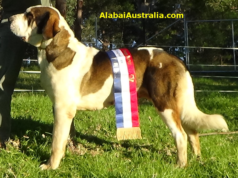 Central Asian Shepherd (Alabai) Dog