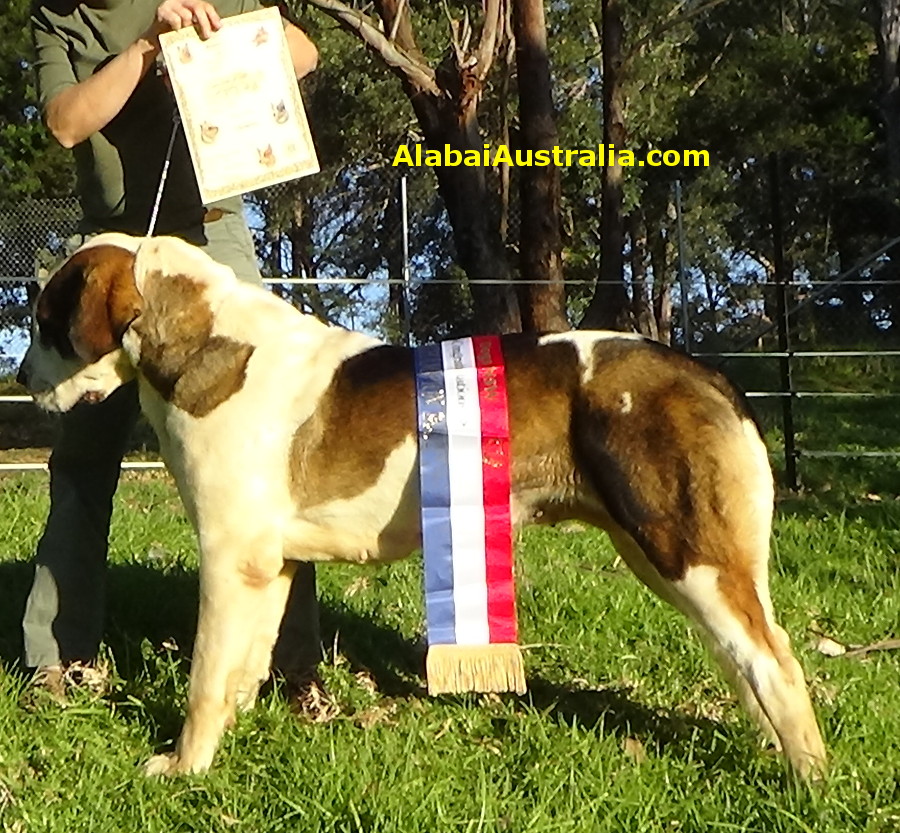 Central Asian Shepherd (Alabai) Dog