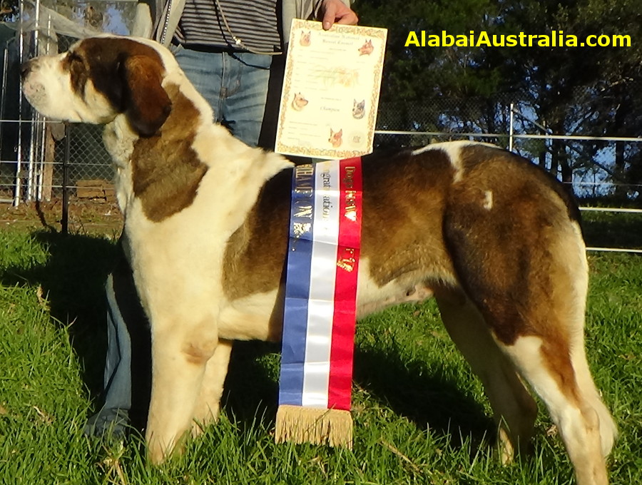 Central Asian Shepherd (Alabai) Dog