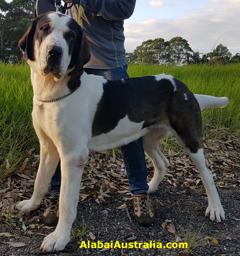 Central Asian Shepherd (Alabai) Dog