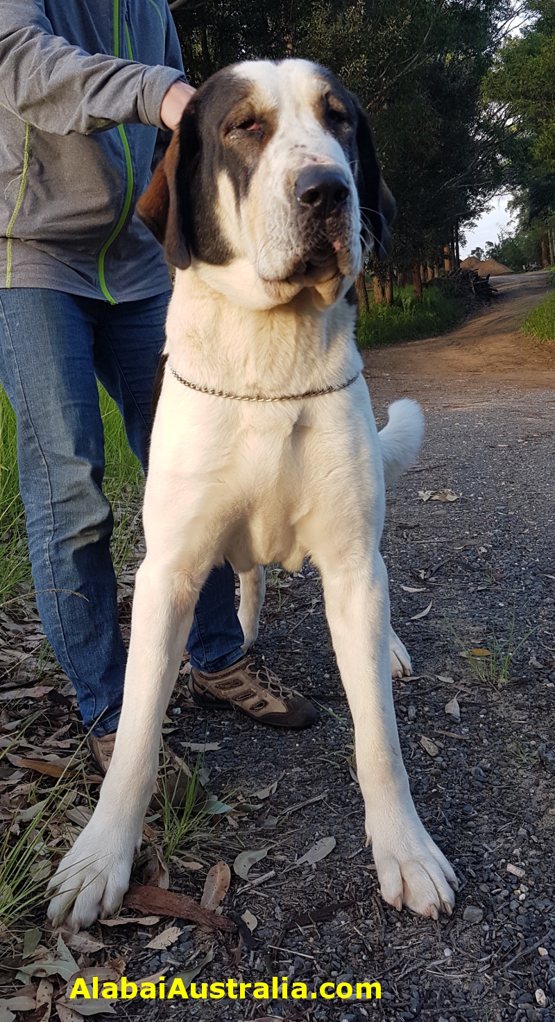 Central Asian Shepherd (Alabai) Dog