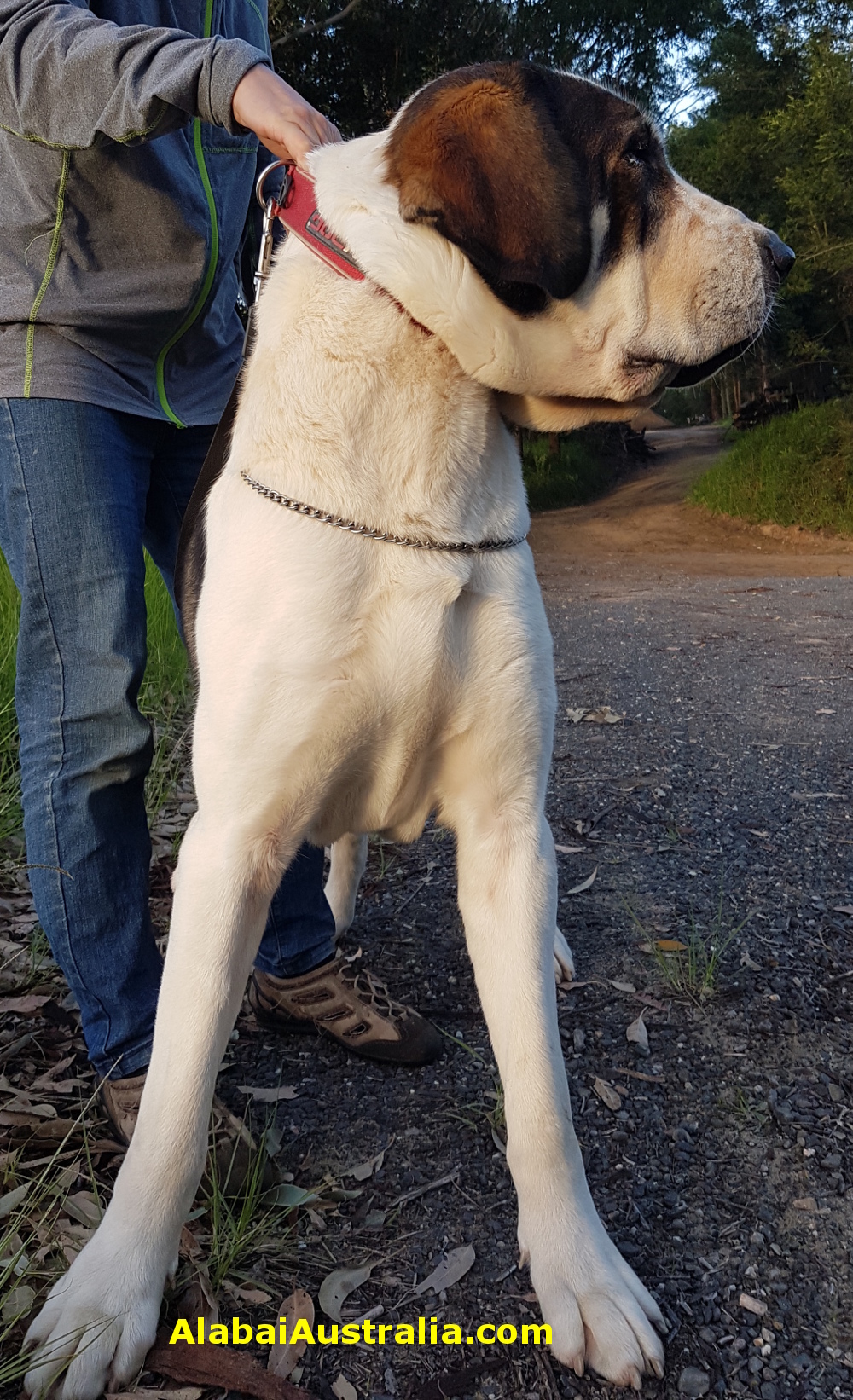 Central Asian Shepherd (Alabai) Dog