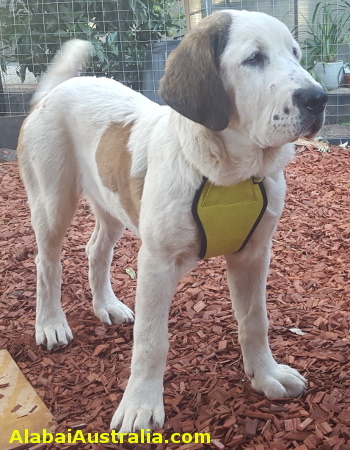 Central Asian Shepherd (Alabai) Puppy