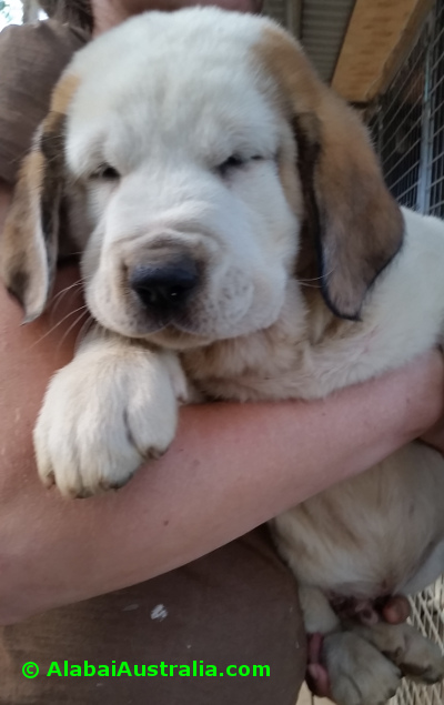 Central Asian Shepherd (Alabai) Puppy