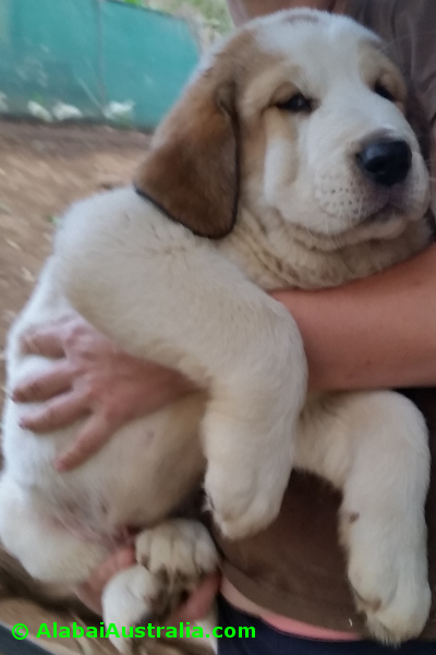 Central Asian Shepherd (Alabai) Puppy