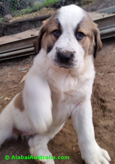 Central Asian Shepherd (Alabai) Puppy