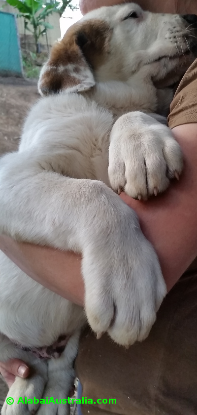 Central Asian Shepherd (Alabai) Puppy