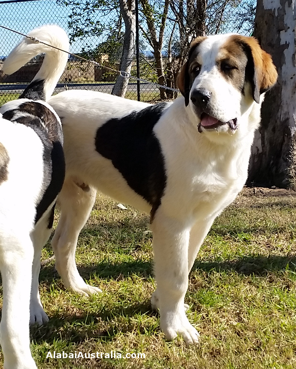 Central Asian Shepherd (Alabai) Puppy