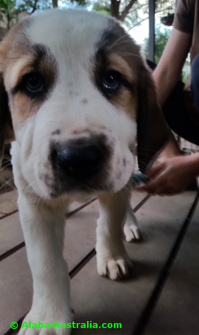 Central Asian Shepherd (Alabai) Puppy