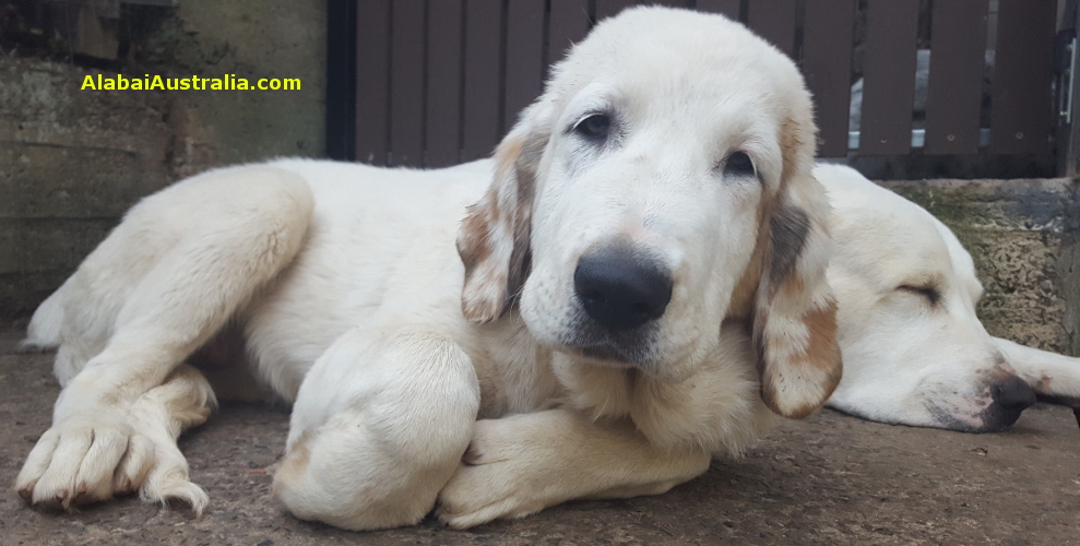 Central Asian Shepherd (Alabai) Puppy