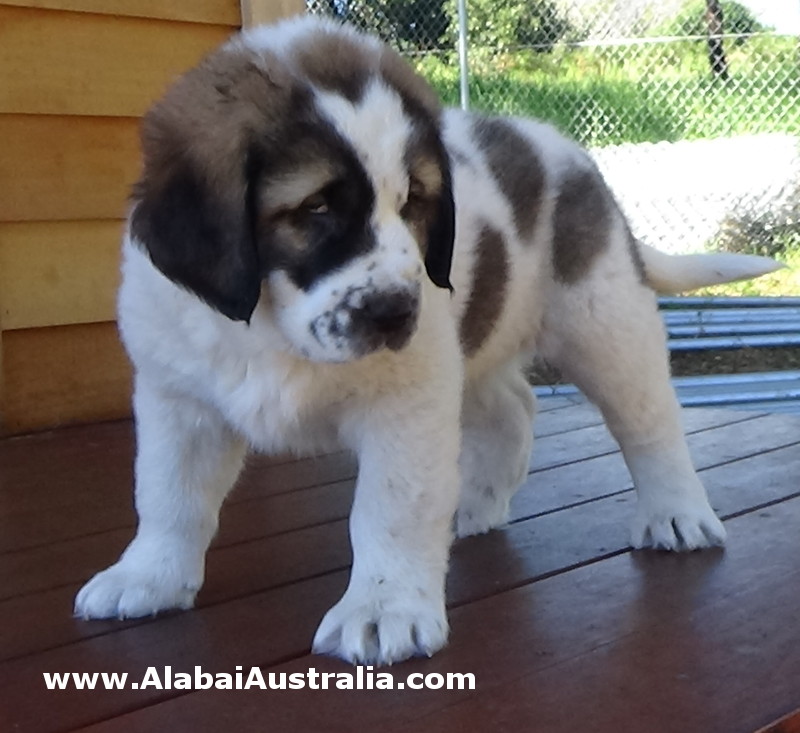 Central Asian Shepherd (Alabai) Puppy