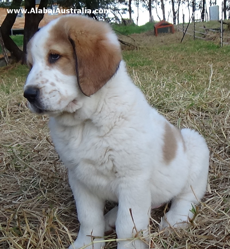 Central Asian Shepherd (Alabai) Puppy