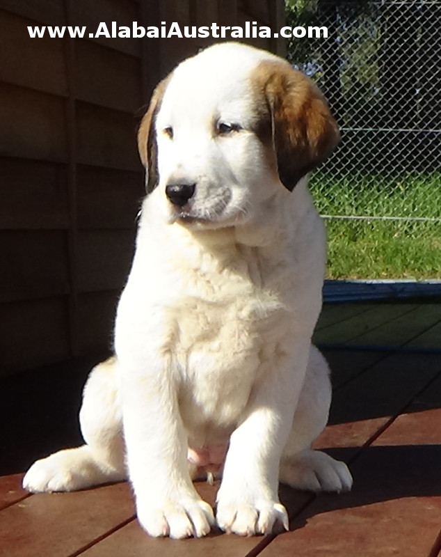 Central Asian Shepherd (Alabai) Puppy