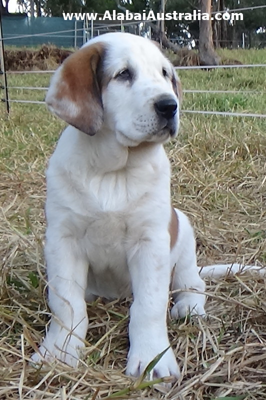 Central Asian Shepherd (Alabai) Puppy