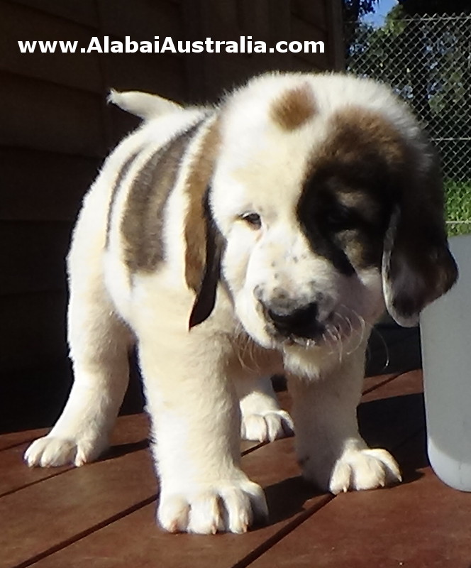 Central Asian Shepherd (Alabai) Puppy