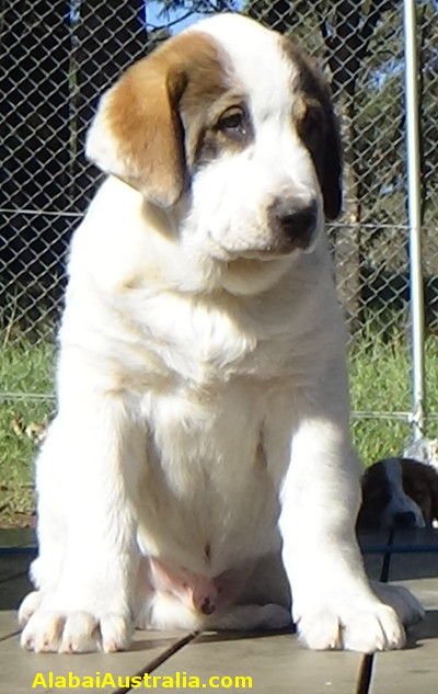 Central Asian Shepherd (Alabai) Puppy