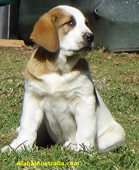 Central Asian Shepherd (Alabai) Puppy