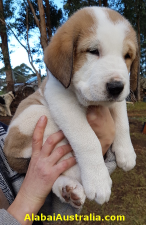 Central Asian Shepherd (Alabai) Puppy