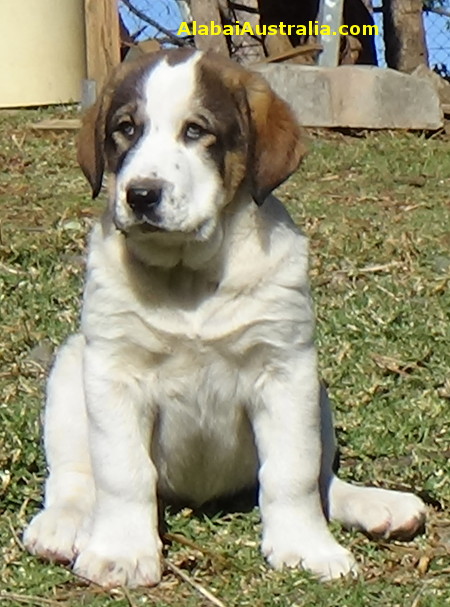 Central Asian Shepherd (Alabai) Puppy