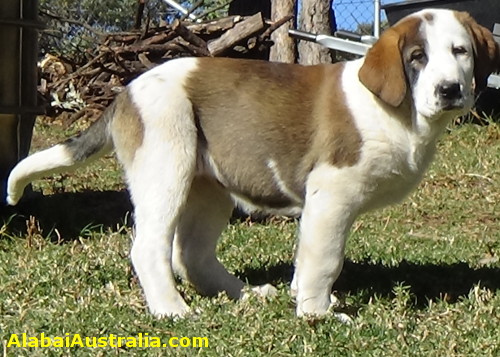 Central Asian Shepherd (Alabai) Puppy