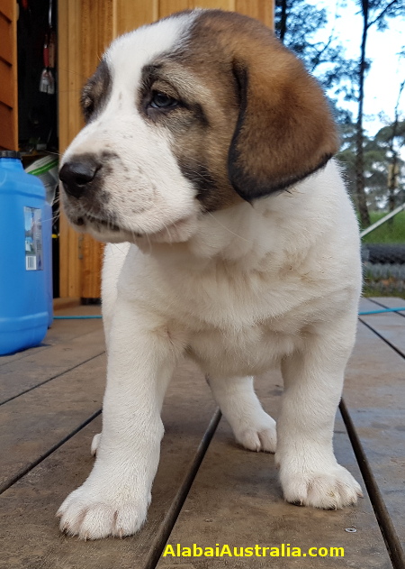 Central Asian Shepherd (Alabai) Puppy