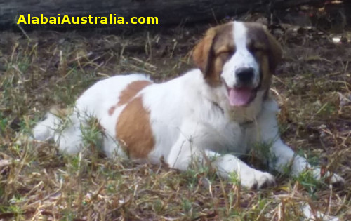 Central Asian Shepherd (Alabai) Puppy