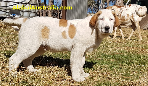 Central Asian Shepherd (Alabai) Puppy