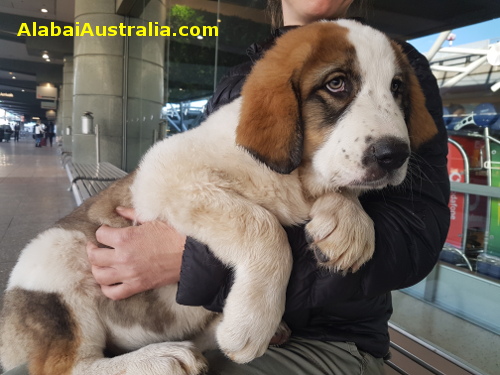 Central Asian Shepherd (Alabai) Puppy