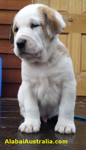 Central Asian Shepherd (Alabai) Puppy