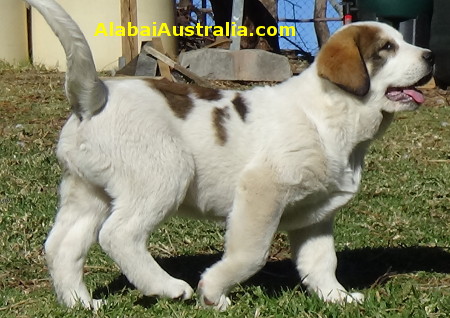 Central Asian Shepherd (Alabai) Puppy