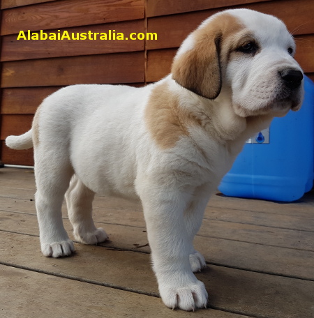 Central Asian Shepherd (Alabai) Puppy