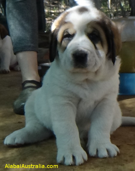 Central Asian Shepherd (Alabai) Puppy