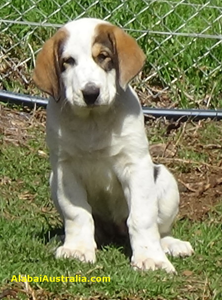 Central Asian Shepherd (Alabai) Puppy