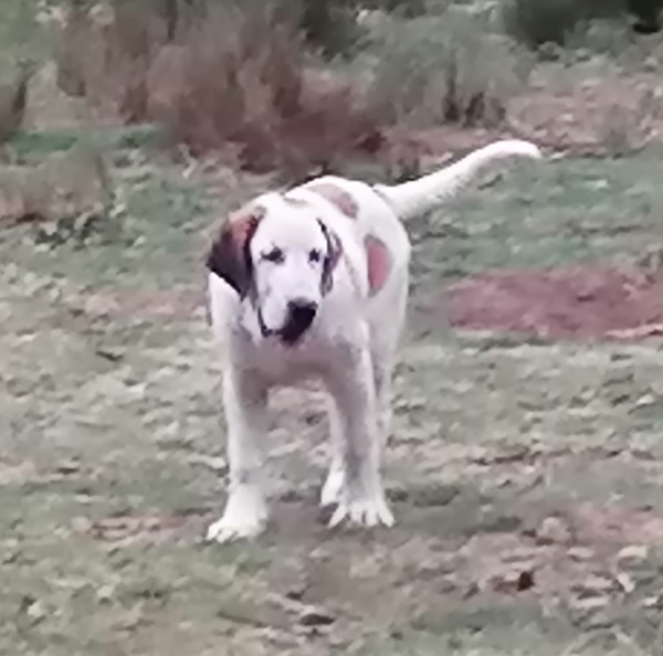 Central Asian Shepherd (Alabai) Puppy