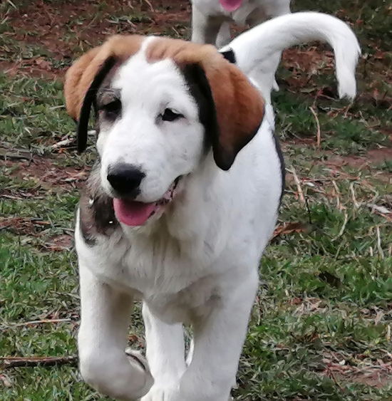 Central Asian Shepherd (Alabai) Puppy