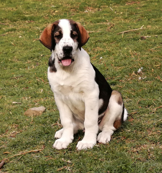 Central Asian Shepherd (Alabai) Puppy