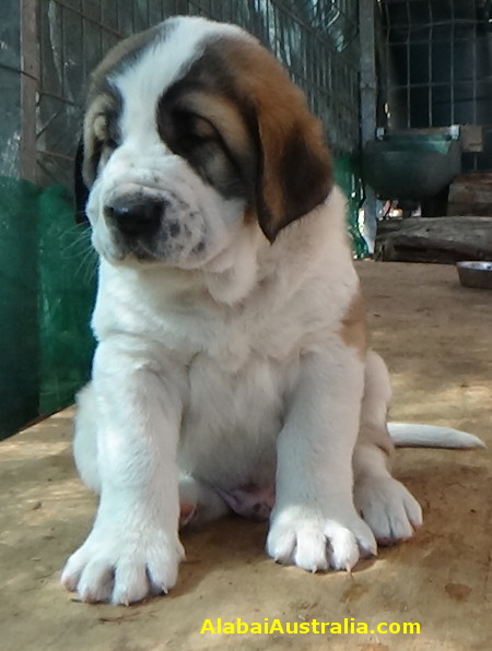 Central Asian Shepherd (Alabai) Puppy