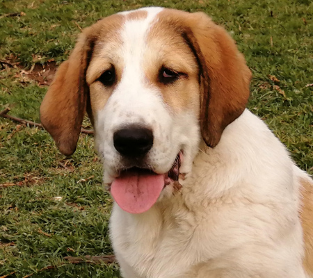 Central Asian Shepherd (Alabai) Puppy