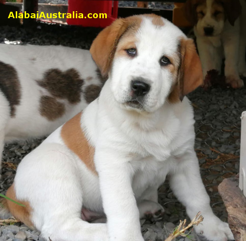 Central Asian Shepherd (Alabai) Puppy